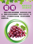 新鲜葡萄海报