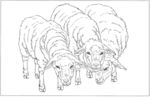 山羊 白描 素描 线描 国画