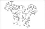 山羊 白描 素描 线描 国画