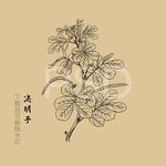 决明子