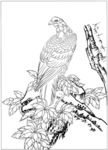 雄鹰 线描 素描 白描 国画