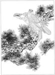 雄鹰 线描 素描 白描 国画