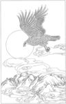雄鹰 线描 素描 白描 国画
