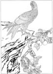 雄鹰 线描 素描 白描 国画