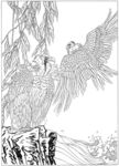 雄鹰 线描 素描 白描 国画