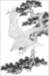 雄鹰 线描 素描 白描 国画