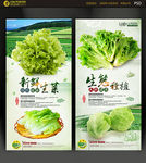 生菜