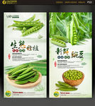 豌豆