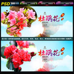 杜鹃花