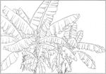 芭蕉 线描 素描 白描 中国画