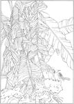 芭蕉 线描 素描 白描 中国画