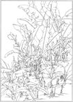 芭蕉 线描 素描 白描 中国画