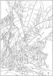 芭蕉 线描 素描 白描 中国画