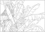 芭蕉 线描 素描 白描 中国画