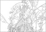 芭蕉 线描 素描 白描 中国画