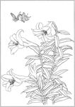 百合 白描 素描 线描 国画