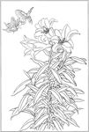 百合 白描 素描 线描 国画