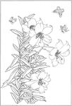 百合 白描 素描 线描 国画