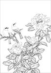 茶花 白描 素描 线描 国画