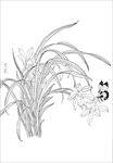 兰花  白描 素描 线描 国画