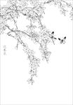迎春花  白描 素描 线描