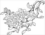 茶花 白描 素描 线描 国画