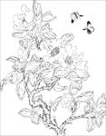 茶花 白描 素描 线描 国画