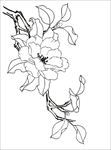 茶花 白描 素描 线描 国画