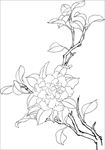 茶花 白描 素描 线描 国画