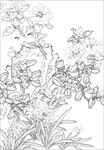 茶花线描 茶花白描 茶花素描