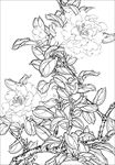 茶花线描 茶花白描 茶花素描