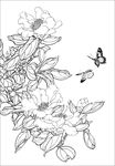 茶花线描 茶花白描 茶花素描