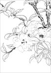 茶花线描 茶花素描 茶花国画