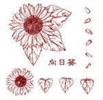 向日葵