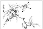 梨花线描 梨花白描 梨花素描