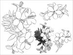 梨花线描 梨花白描 梨花素描