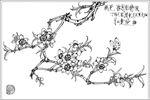 桃花线描 桃花白描 桃花素描