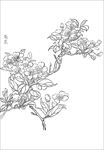 梨花线描 梨花白描 梨花素描