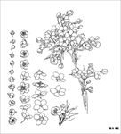 梨花线描 梨花白描 梨花素描