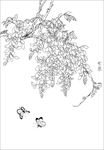 紫藤花线描 紫藤花白描 紫藤花