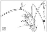 兰花线描 兰花白描 兰花素描