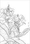 美人蕉线描 美人蕉白描 美人蕉