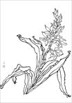 石蜡线描 石蜡白描 石蜡素描