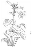 玉簪花线描 玉簪花白描 玉簪花