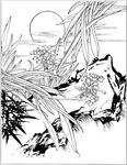 水仙花线描 水仙花白描 水仙花