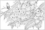 芙蓉花线描 芙蓉花白描 芙蓉花