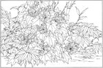 芙蓉花线描 芙蓉花白描 芙蓉花