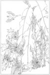 芙蓉花线描 芙蓉花白描 芙蓉花