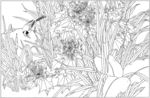芙蓉花线描 芙蓉花白描 芙蓉花