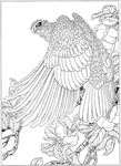 雄鹰线描 雄鹰白描 雄鹰素描